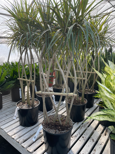Dracaena Marginata Flat Weave Braid - View 14 from www redcrocus com