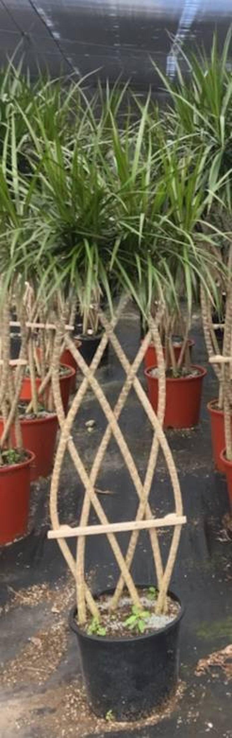 Dracaena Marginata Flat Weave Braid - View 2 from www redcrocus com