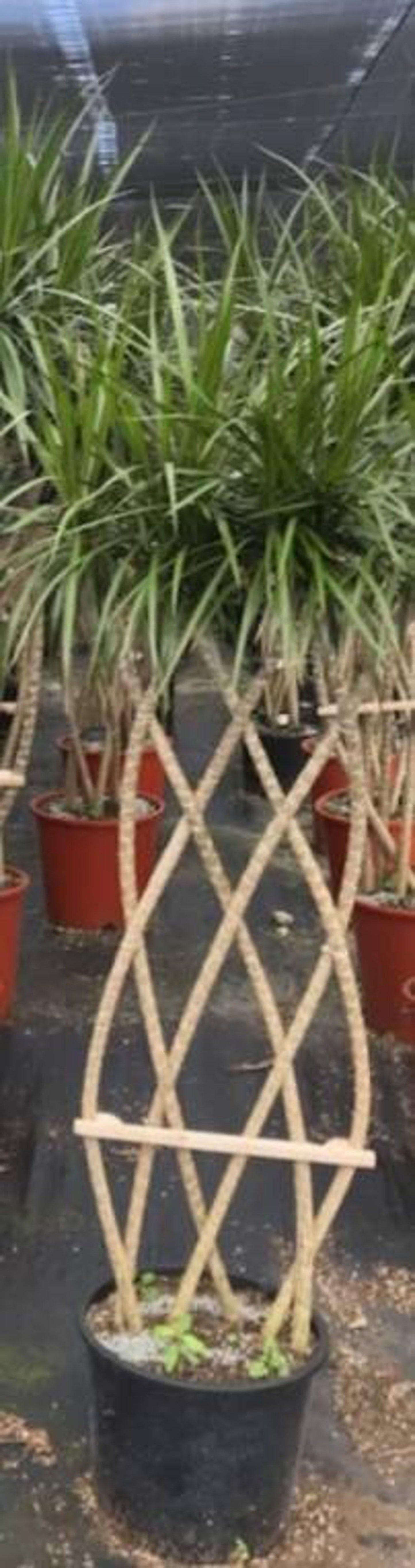 Dracaena Marginata Flat Weave Braid - View 3 from www redcrocus com