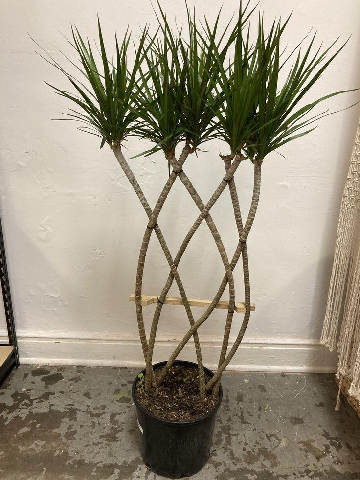 Dracaena Marginata Flat Weave Braid - View 7 from www redcrocus com