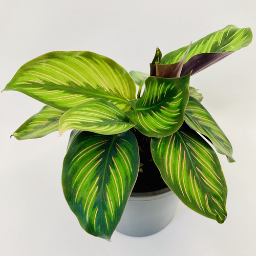 Calathea Ornata Beauty Star - View 10 from www redcrocus com