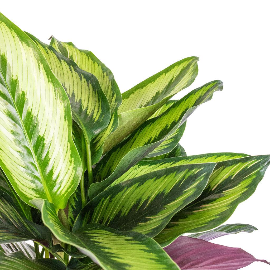 Calathea Ornata Beauty Star - View 10 from www redcrocus com