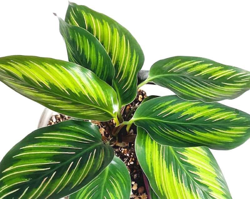 Calathea Ornata Beauty Star - View 11 from www redcrocus com