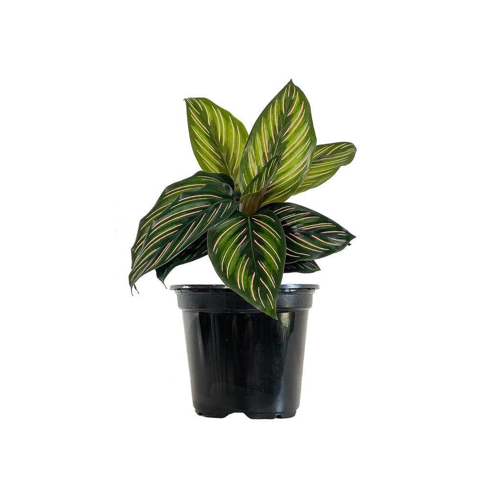 Calathea Ornata Beauty Star - View 12 from www redcrocus com