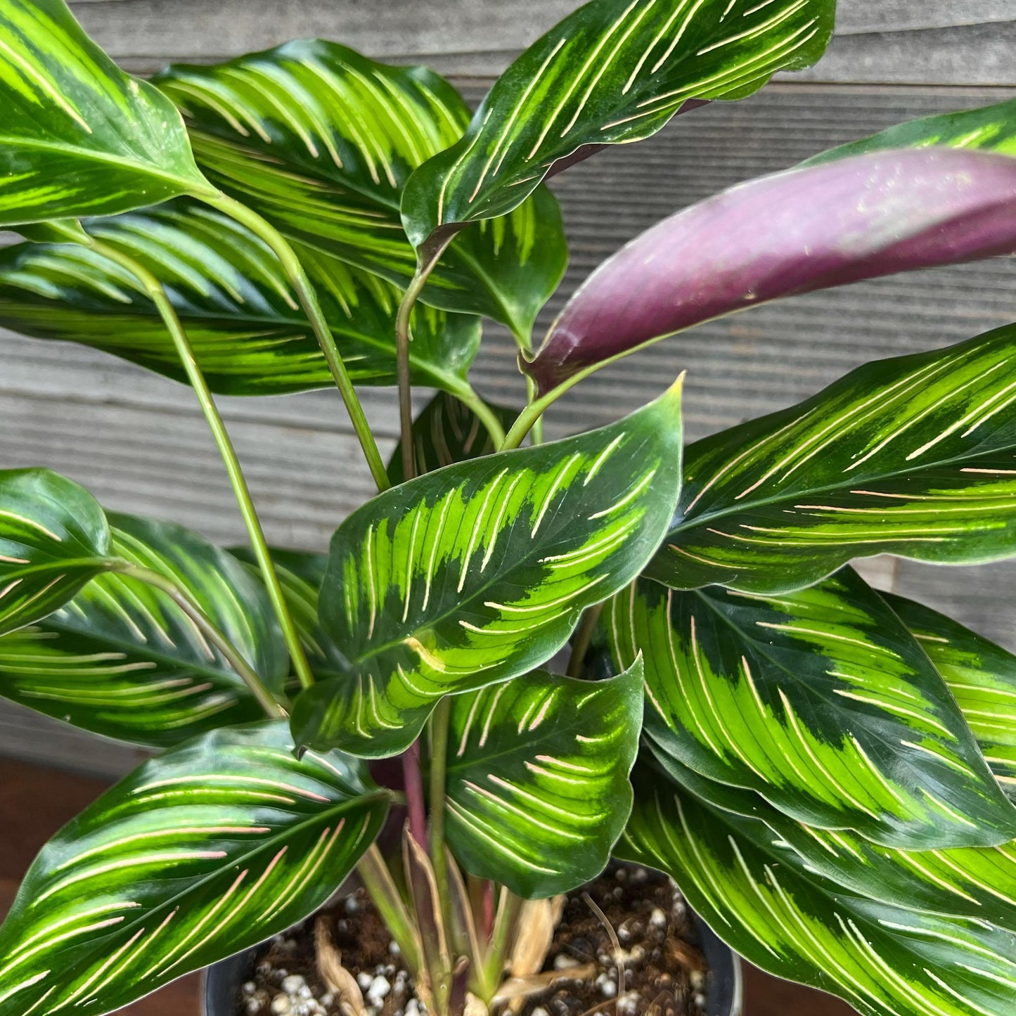 Calathea Ornata Beauty Star - View 13 from www redcrocus com