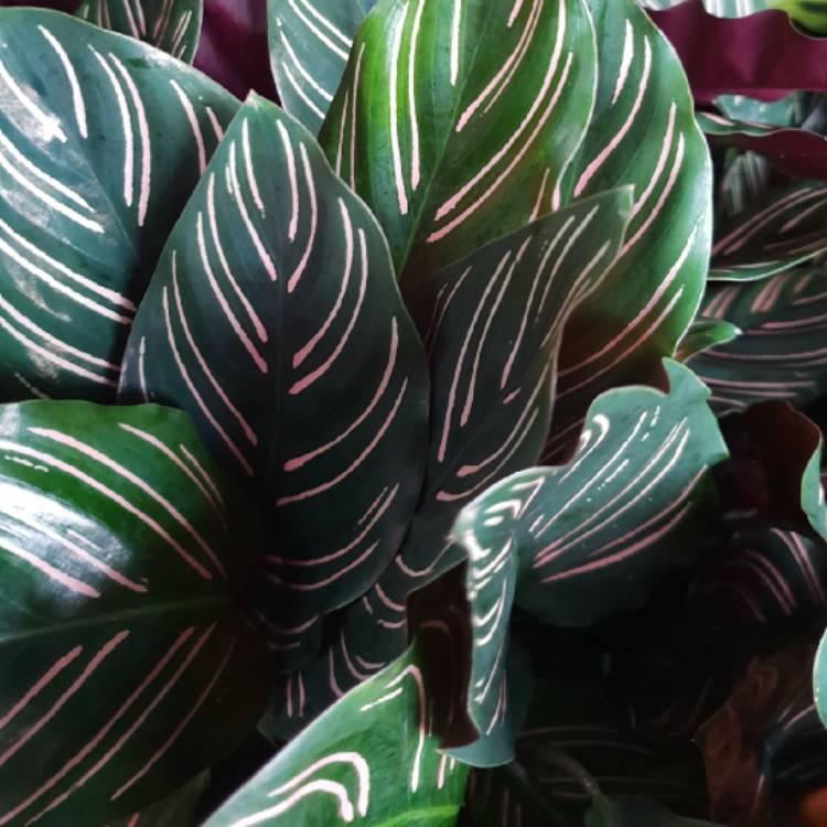 Calathea Ornata Beauty Star - View 15 from www redcrocus com