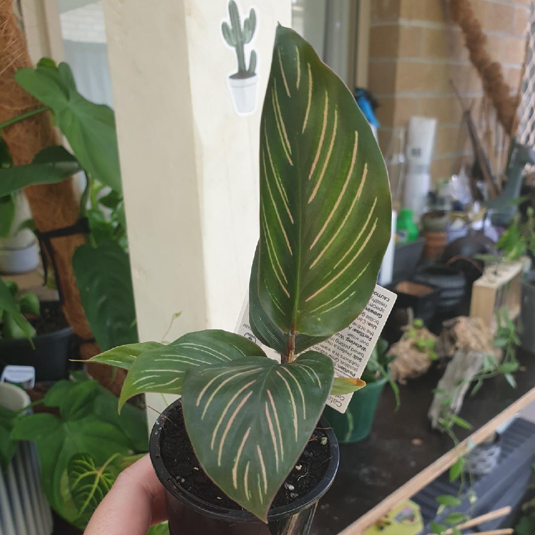 Calathea Ornata Beauty Star - View 16 from www redcrocus com