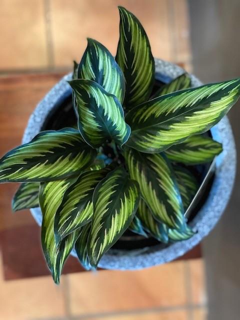 Calathea Ornata Beauty Star - View 18 from www redcrocus com