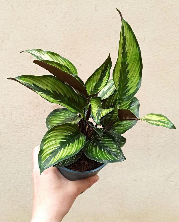 Calathea Ornata Beauty Star - View 7 from www redcrocus com