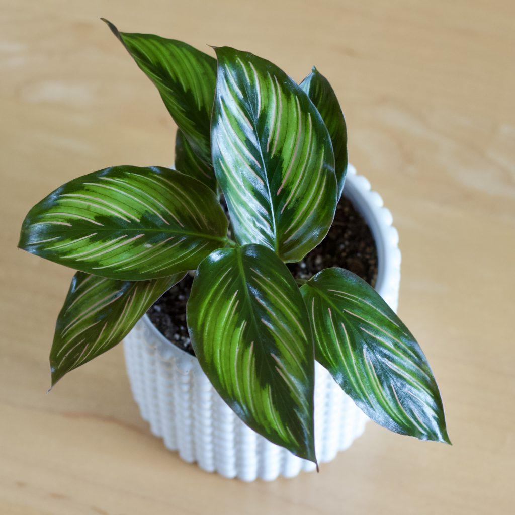Calathea Ornata Beauty Star - View 9 from www redcrocus com