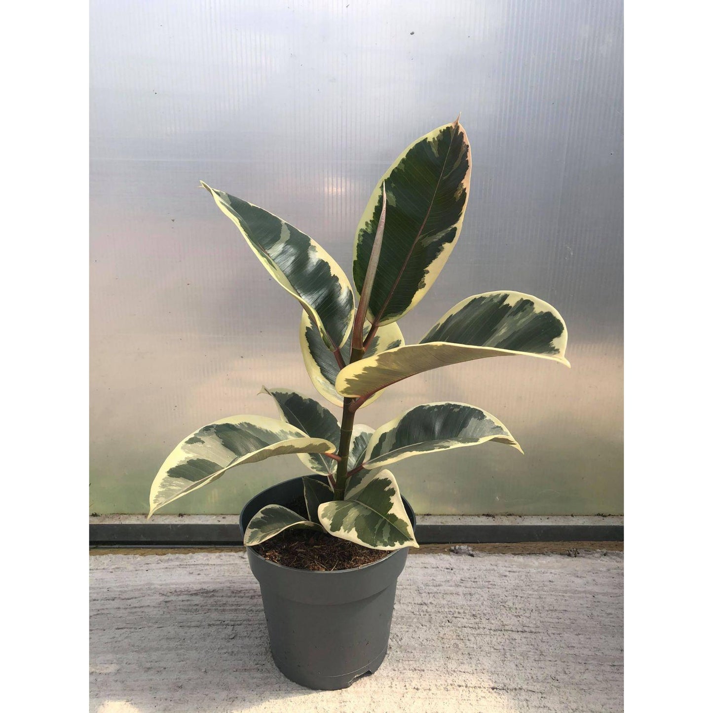 Ficus Elastica Belize - View 11 from www redcrocus com