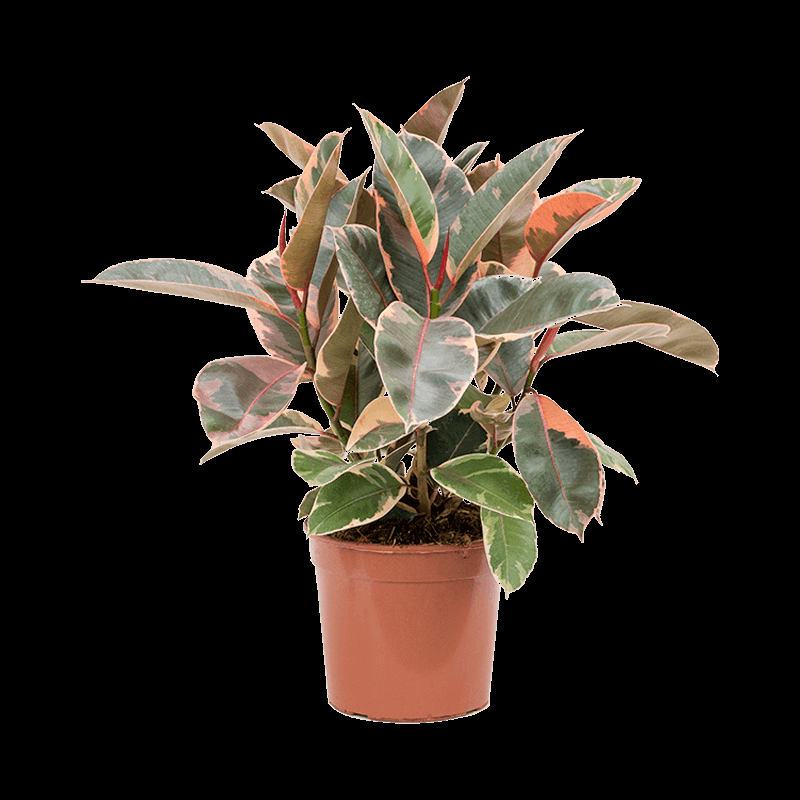 Ficus Elastica Belize - View 14 from www redcrocus com