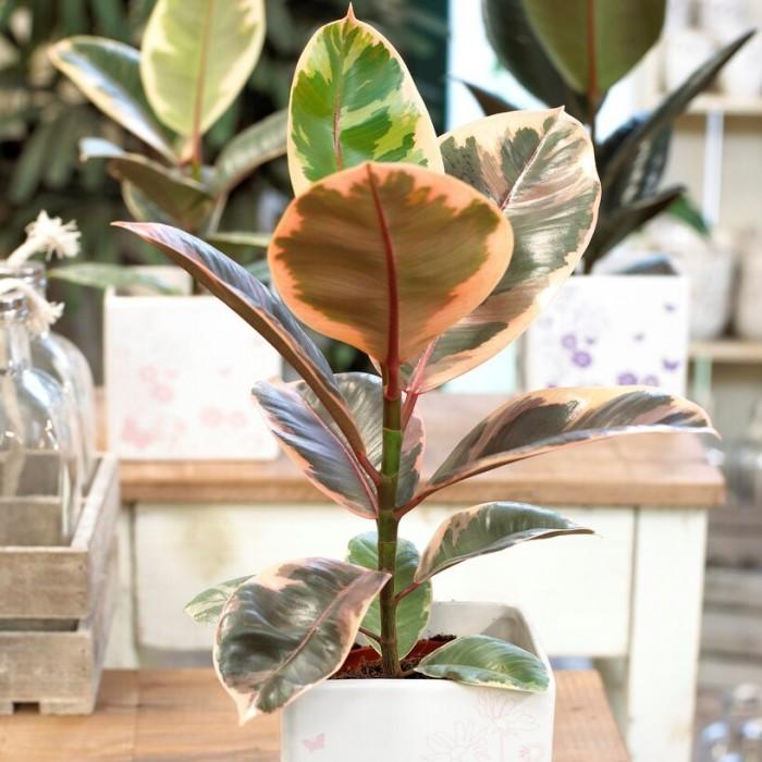 Ficus Elastica Belize - View 15 from www redcrocus com