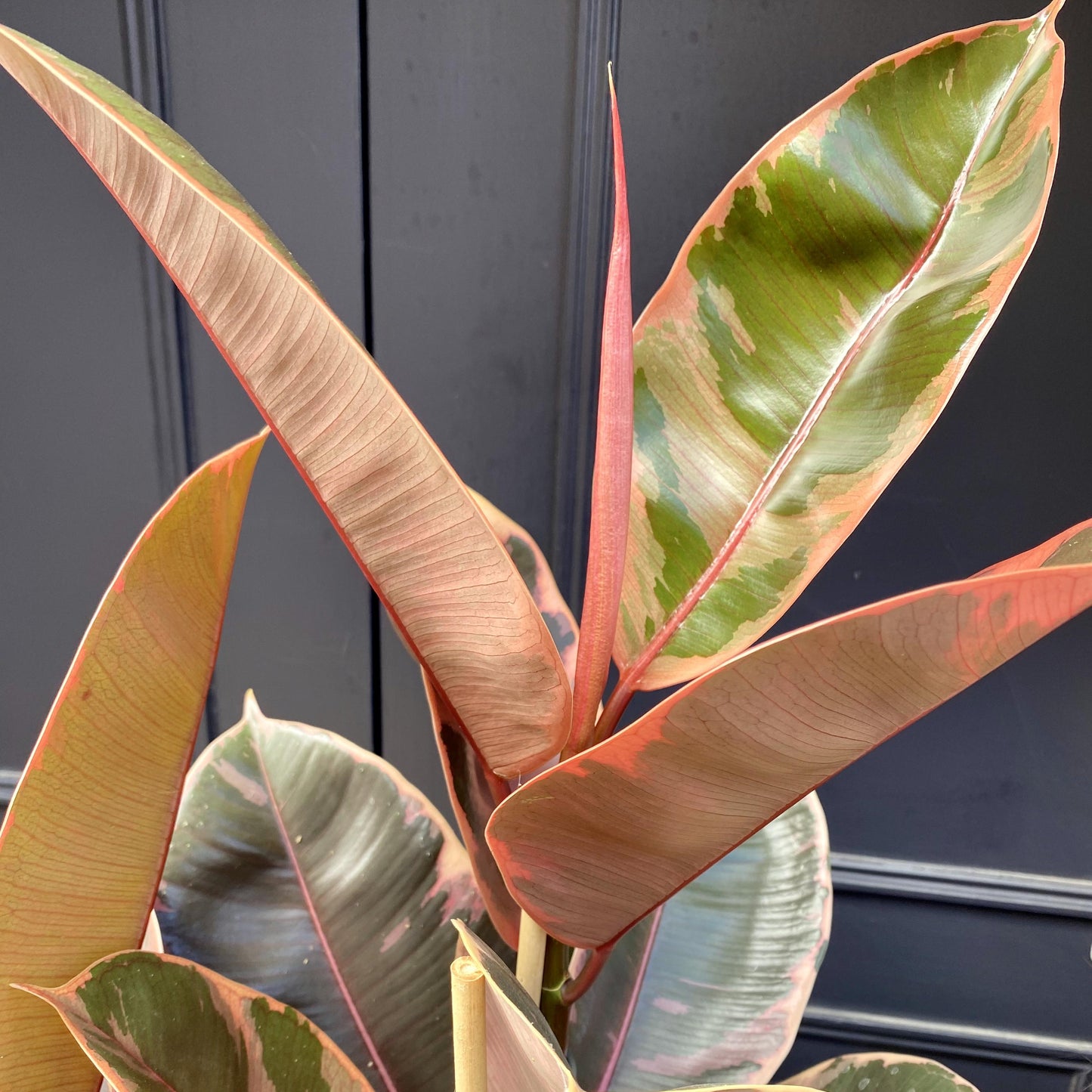 Ficus Elastica Belize - View 16 from www redcrocus com