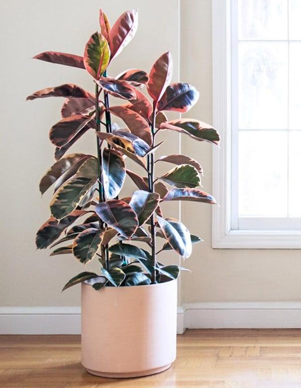 Ficus Elastica Belize - View 1 from www redcrocus com