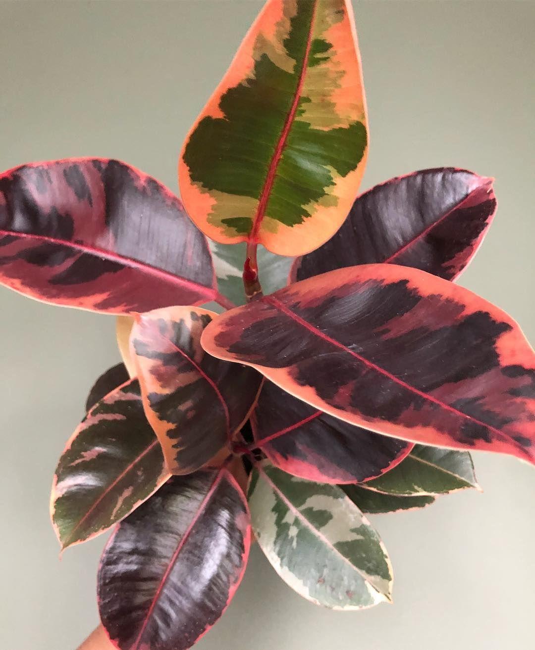 Ficus Elastica Belize - View 4 from www redcrocus com