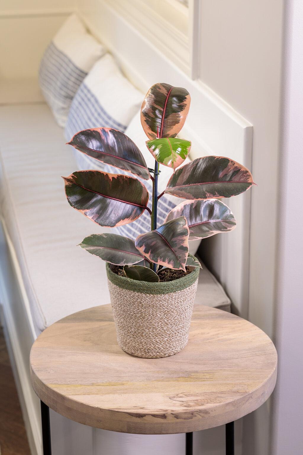 Ficus Elastica Belize - View 5 from www redcrocus com