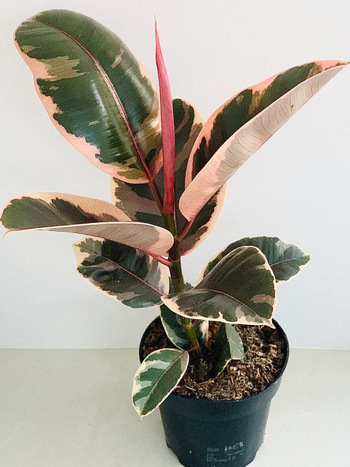Ficus Elastica Belize - View 6 from www redcrocus com