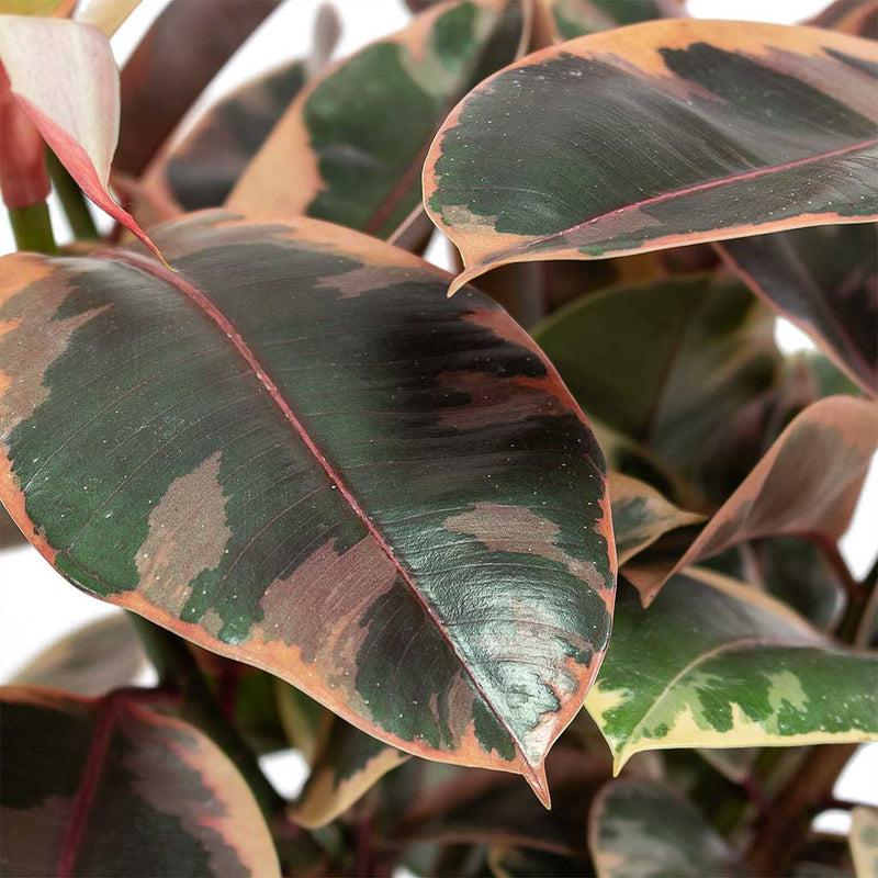 Ficus Elastica Belize - View 8 from www redcrocus com