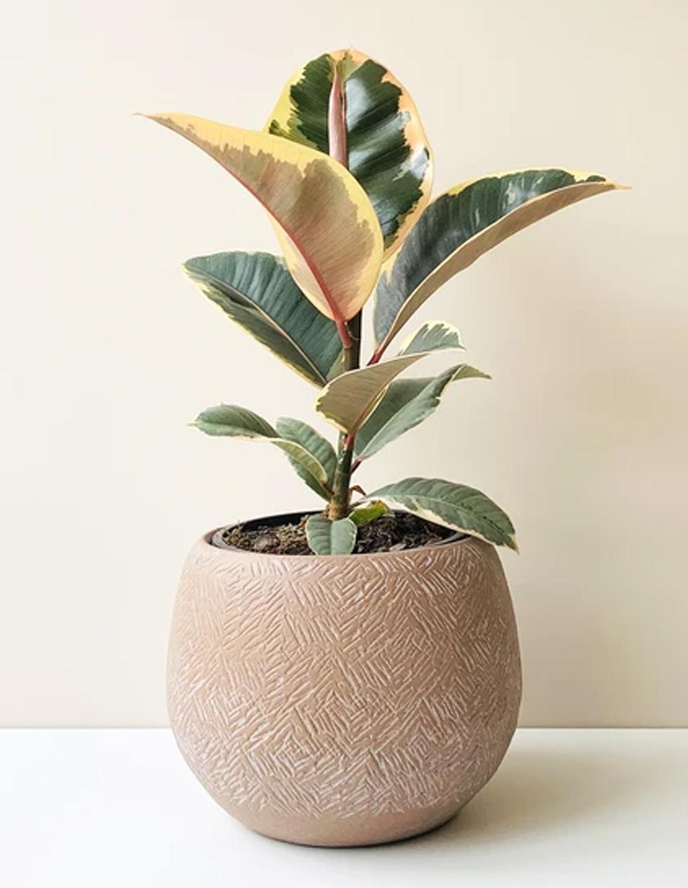 Ficus Elastica Belize - View 9 from www redcrocus com