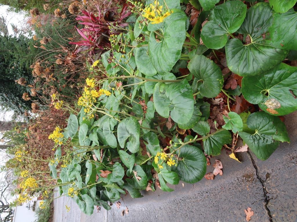 Farfugium Japonicum Var Giganteum - View 14 from www redcrocus com