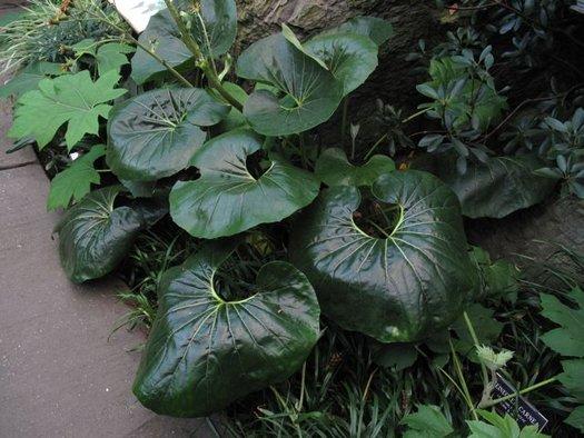 Farfugium Japonicum Var Giganteum - View 16 from www redcrocus com