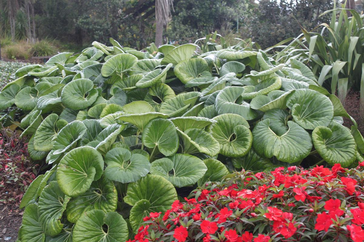 Farfugium Japonicum Var Giganteum - View 3 from www redcrocus com