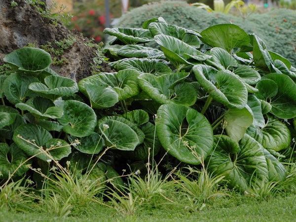 Farfugium Japonicum Var Giganteum - View 8 from www redcrocus com