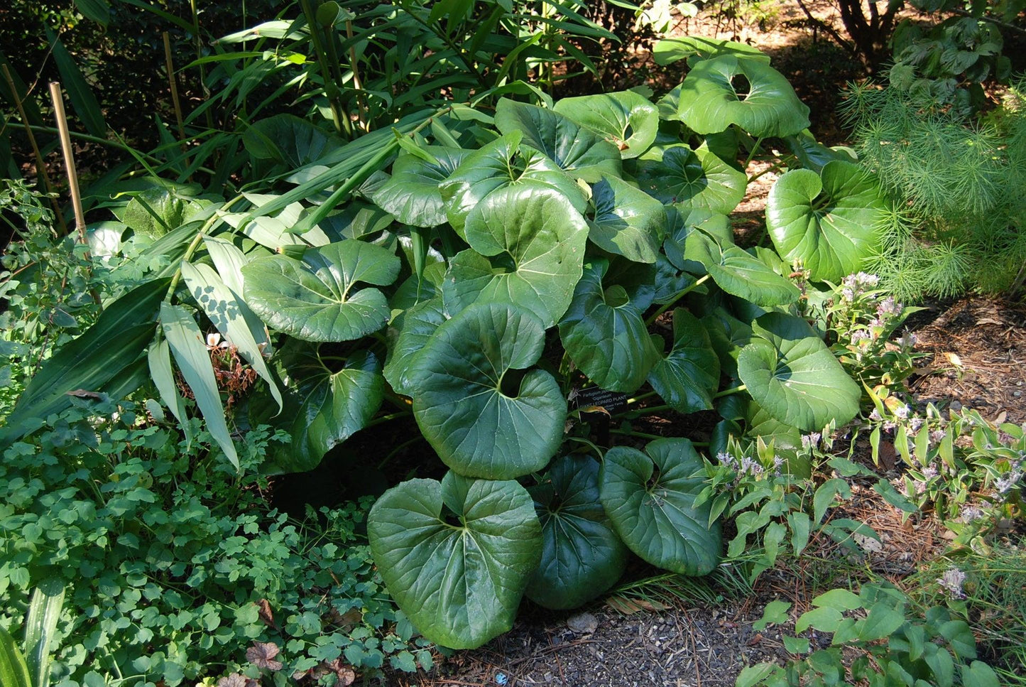 Farfugium Japonicum Var Giganteum - View 9 from www redcrocus com