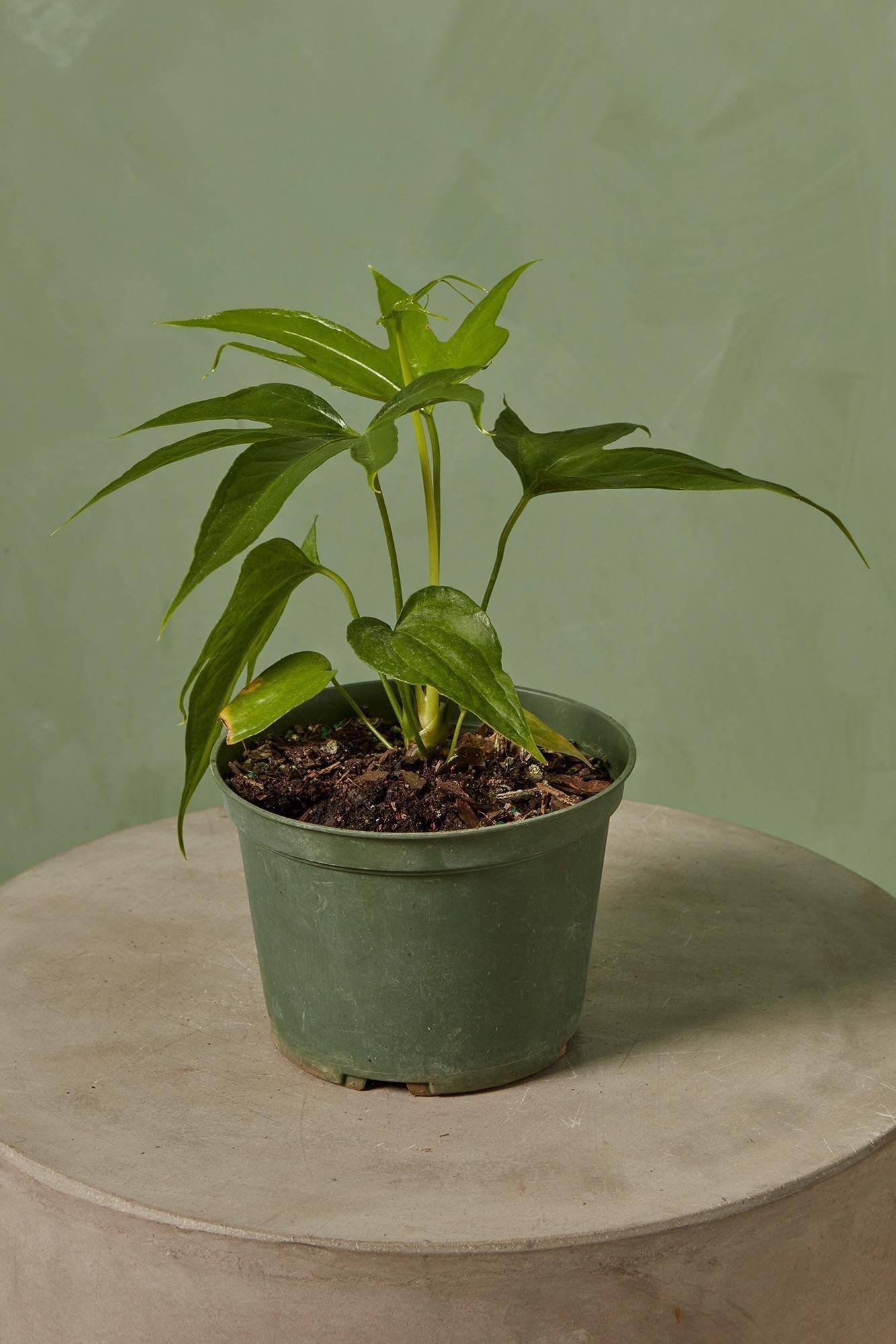 Anthurium Fingers Wooden Crate - View 10 from www redcrocus com