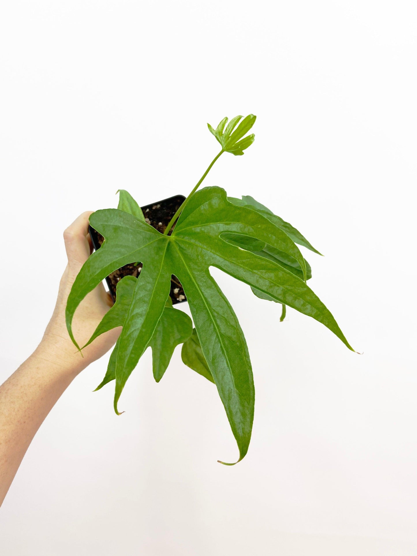 Anthurium Fingers Wooden Crate - View 12 from www redcrocus com