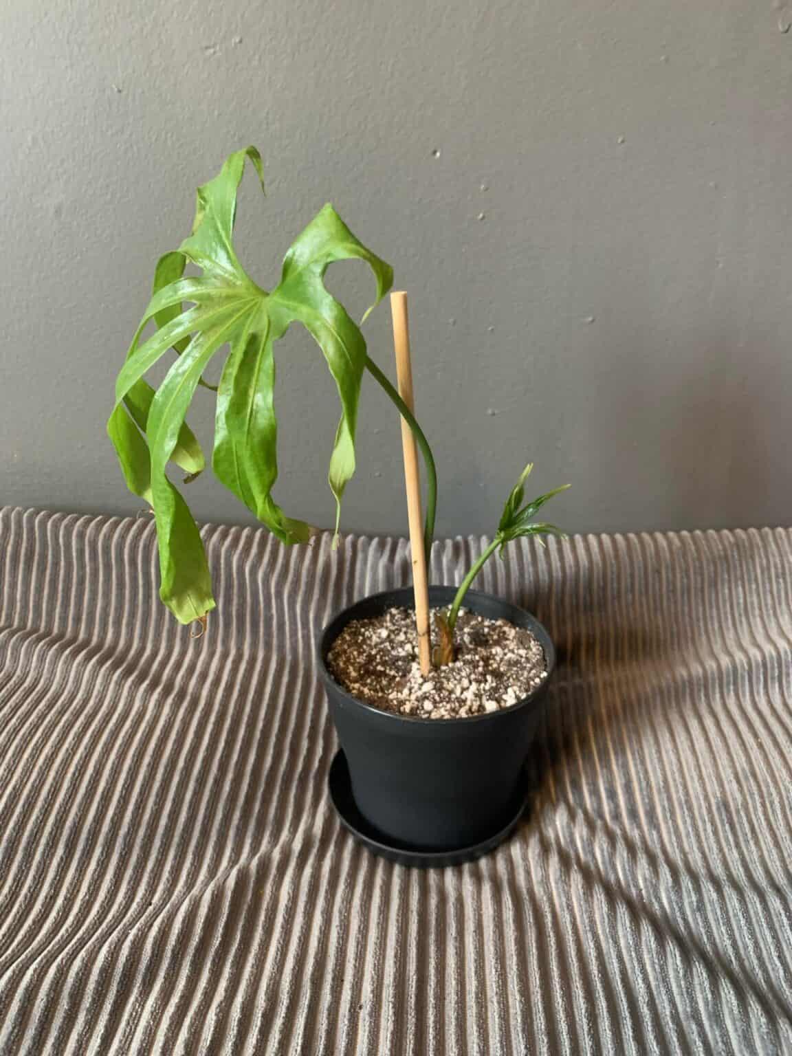 Anthurium Fingers Wooden Crate - View 3 from www redcrocus com
