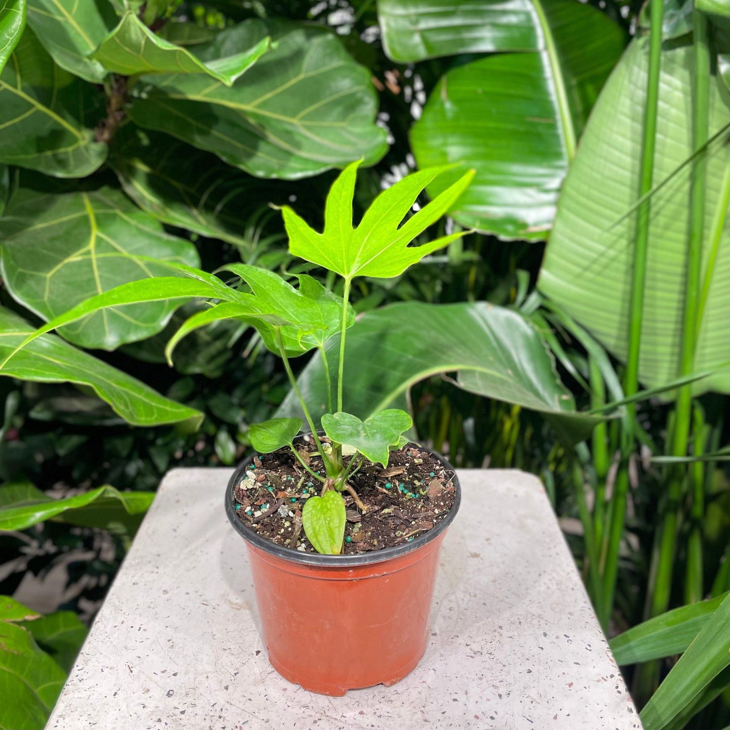 Anthurium Fingers Wooden Crate - View 6 from www redcrocus com