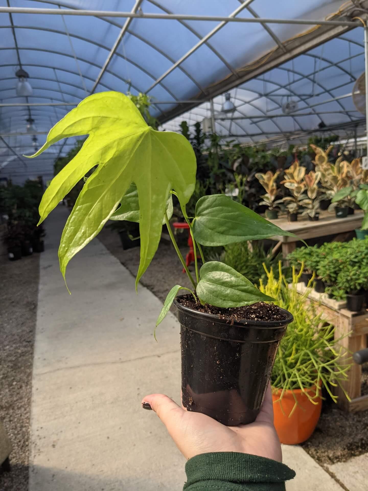 Anthurium Fingers Wooden Crate - View 7 from www redcrocus com