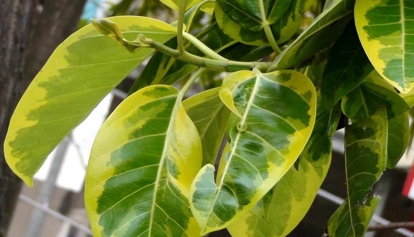 Ficus Altissima - View 11 from www redcrocus com