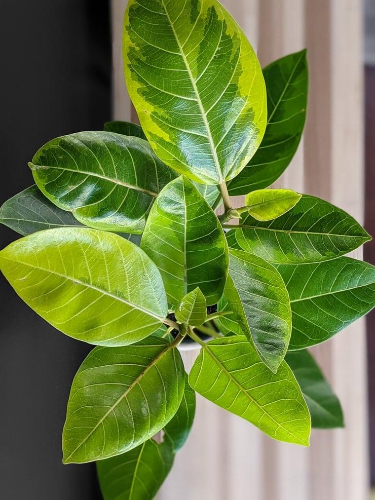 Ficus Altissima - View 13 from www redcrocus com