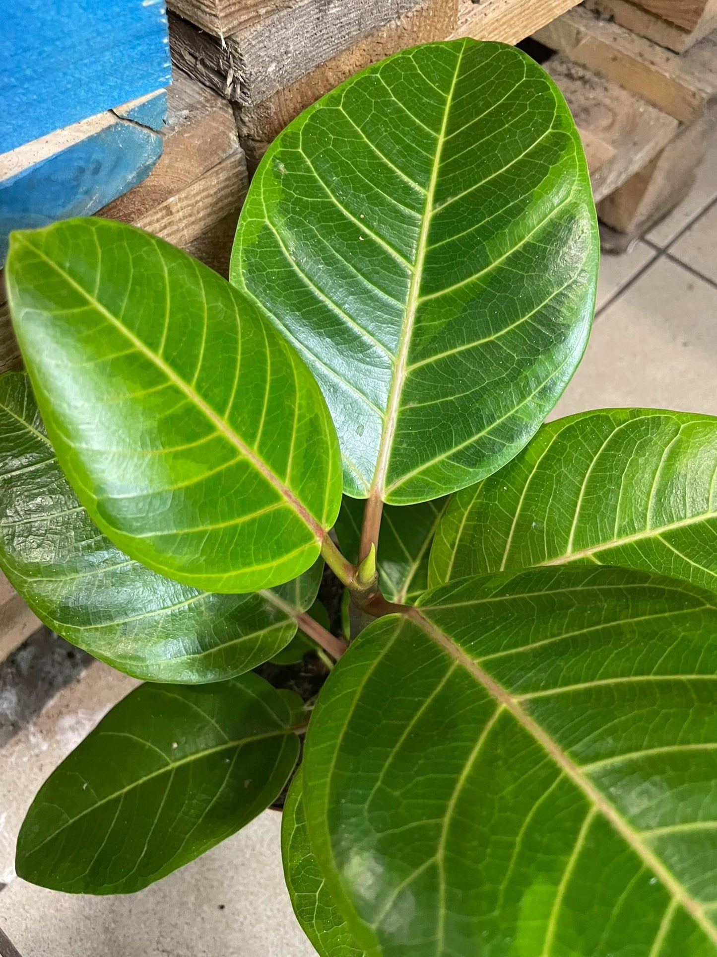 Ficus Altissima - View 14 from www redcrocus com