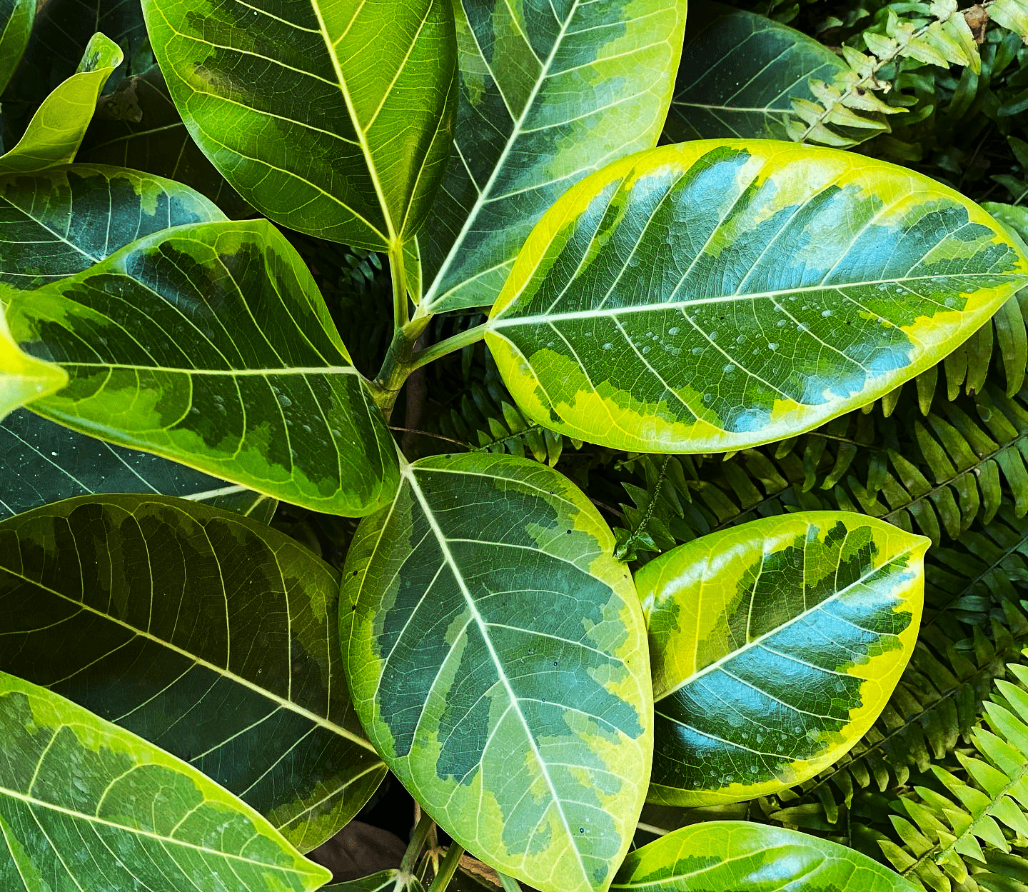 Ficus Altissima - View 15 from www redcrocus com