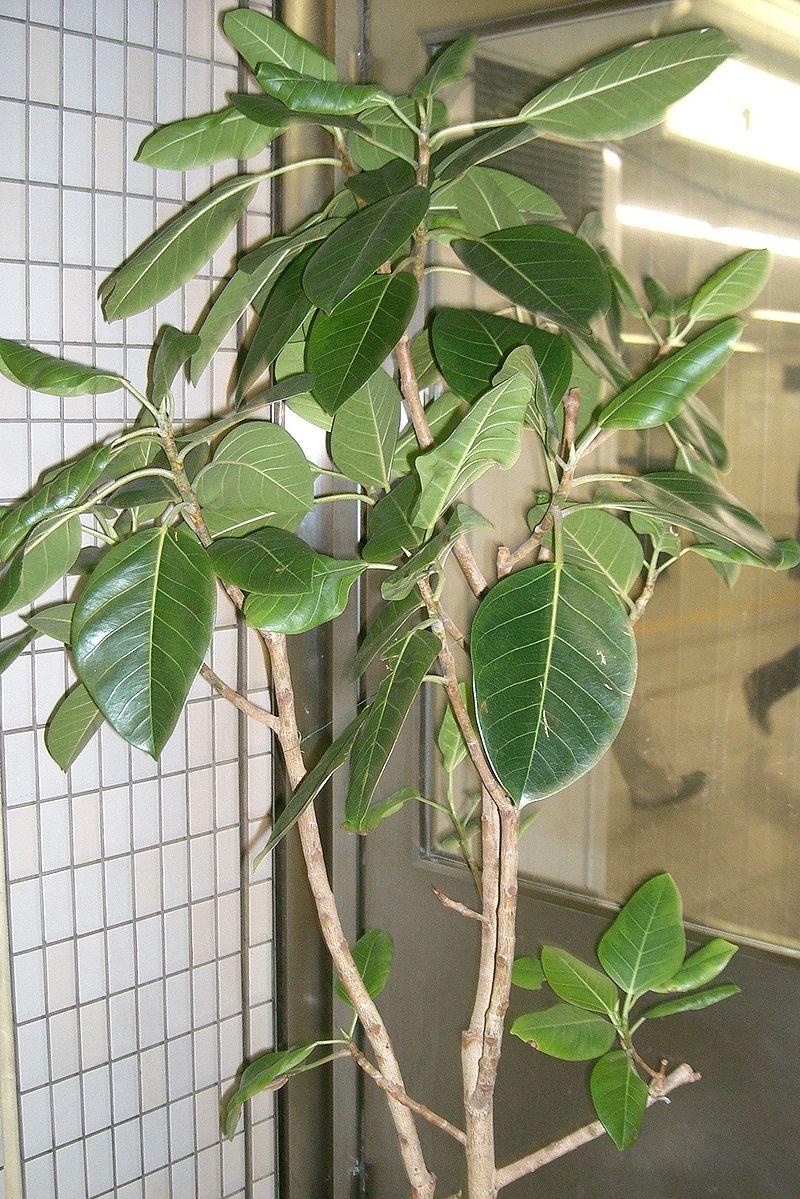 Ficus Altissima - View 16 from www redcrocus com