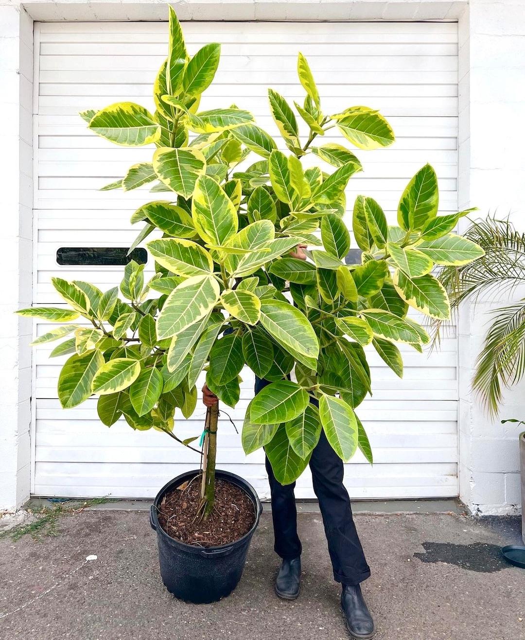 Ficus Altissima - View 19 from www redcrocus com