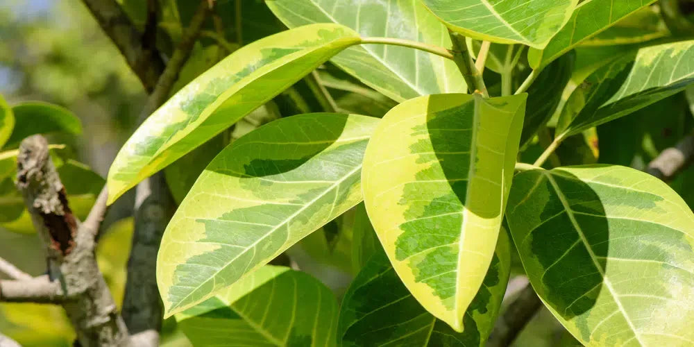 Ficus Altissima - View 20 from www redcrocus com