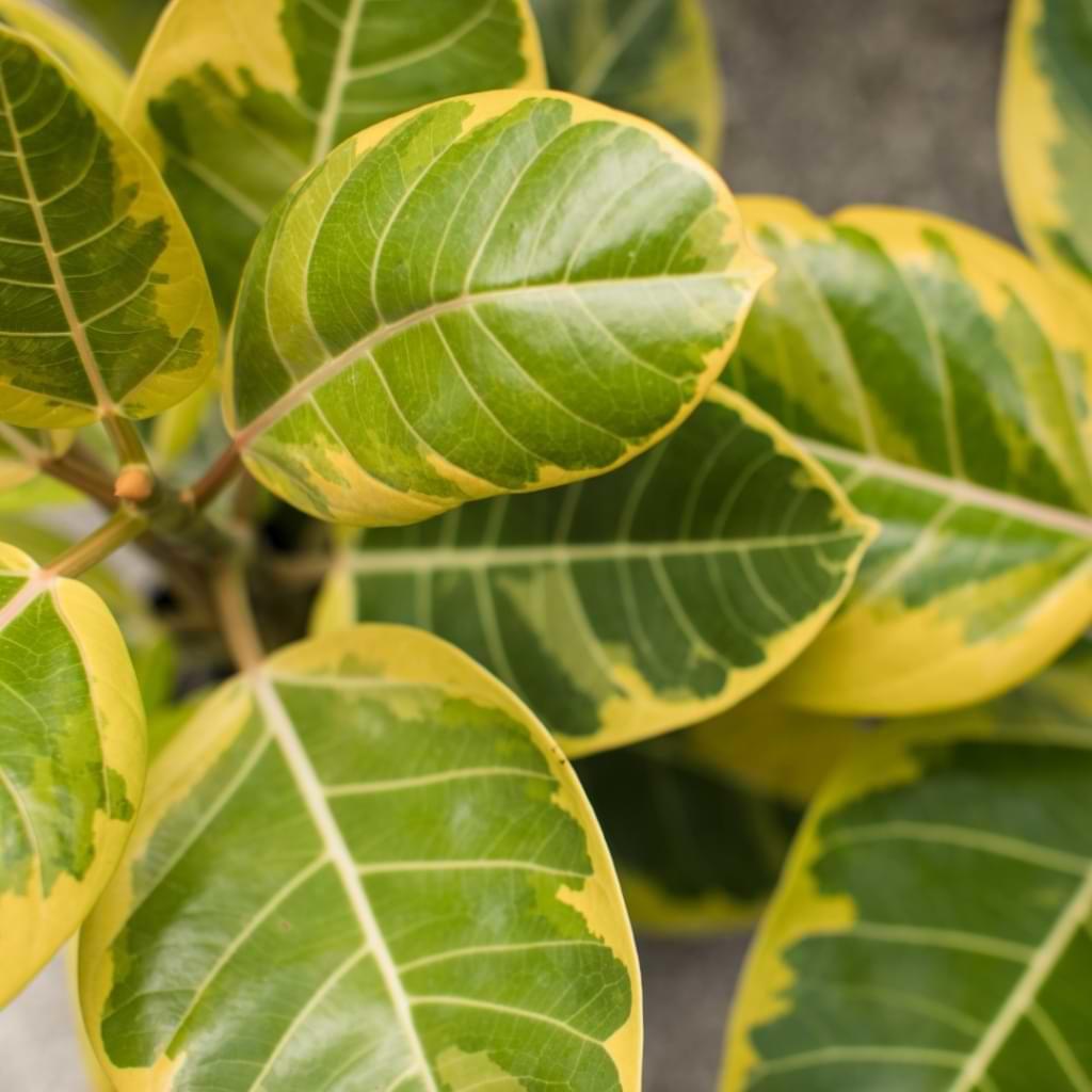 Ficus Altissima - View 20 from www redcrocus com