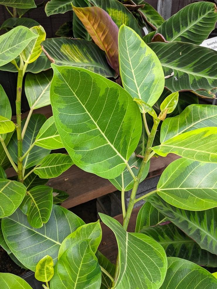 Ficus Altissima - View 4 from www redcrocus com