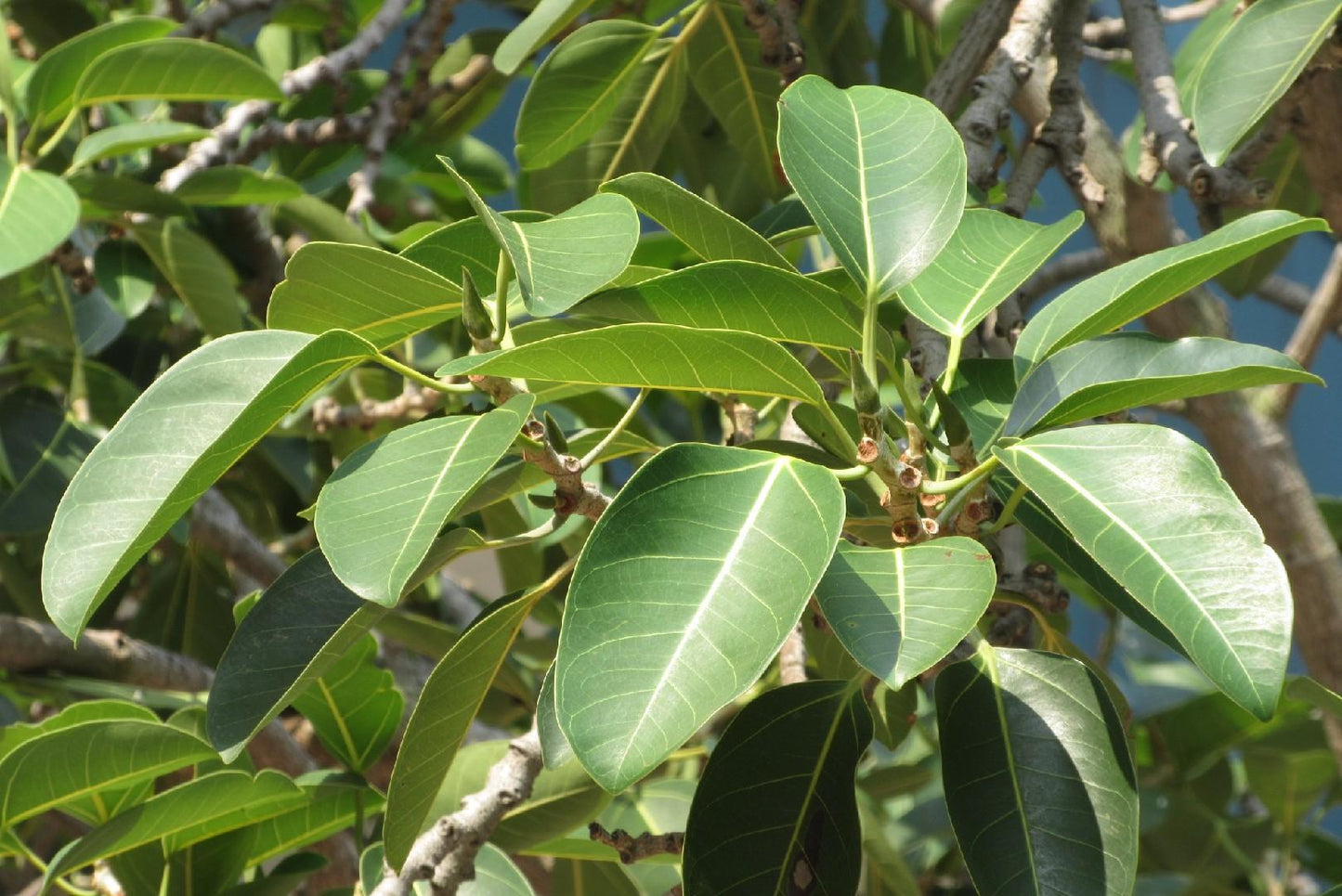 Ficus Altissima - View 5 from www redcrocus com