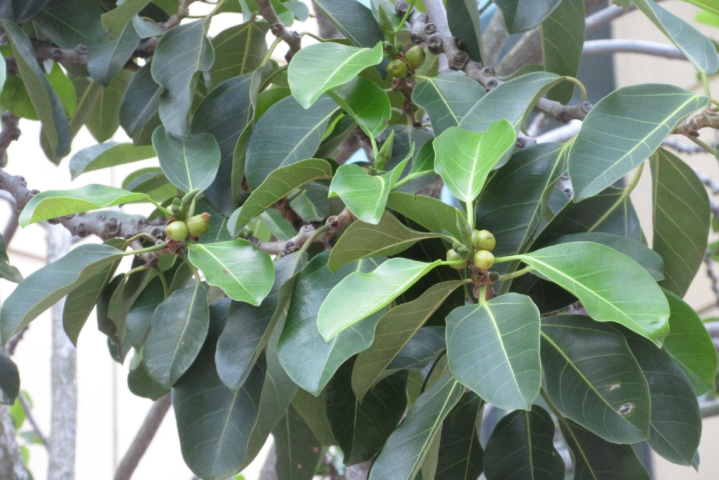 Ficus Altissima - View 6 from www redcrocus com