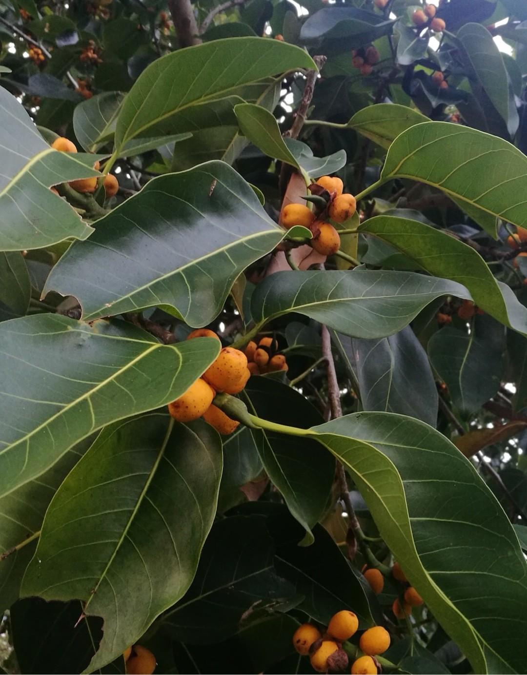 Ficus Altissima - View 7 from www redcrocus com