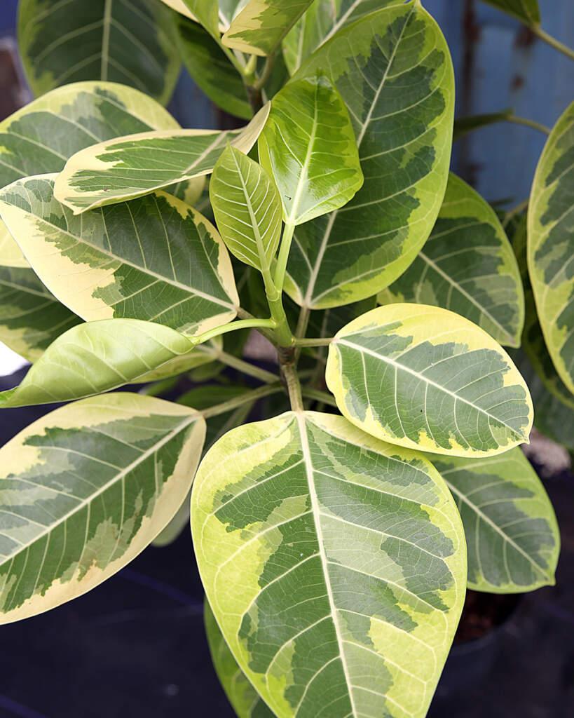 Ficus Altissima - View 8 from www redcrocus com