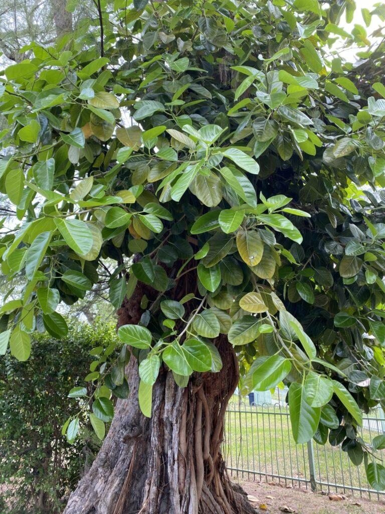 Ficus Altissima - View 9 from www redcrocus com