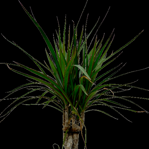Dracaena Marginata Braid - View 12 from www redcrocus com