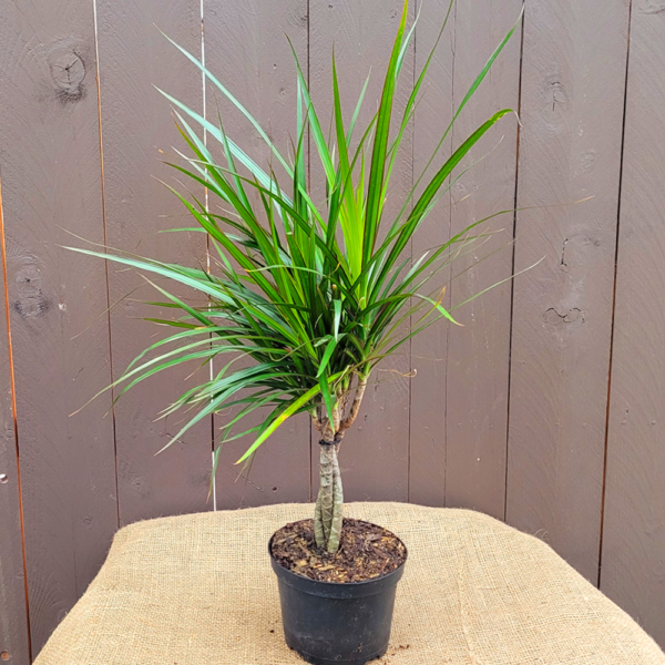 Dracaena Marginata Braid - View 13 from www redcrocus com